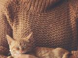 Tu gato lo agradecerá: mira cómo reciclar un suéter para hacerle una cama