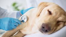 ¿Qué es y cómo curar la tos de perro? Descubre cómo prevenirla y cuidar de tu mascota