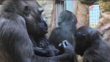 La bebé gorila, que había sido rechazada por su madre, es aceptada por su manada adoptiva