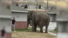 El momento en que una elefante se escapa de un circo y pasea por las calles de Montana