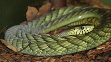 Este pueblo está aterrorizado por el escape de una extremadamente peligrosa serpiente 'green mamba' 