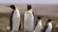 Los pingüinos pueden enseñarnos a vivir en pareja y te explicamos por qué 