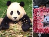¿Es feo? Panda que es casi una princesa tendrá una pareja y causa controversia en Corea del Sur 