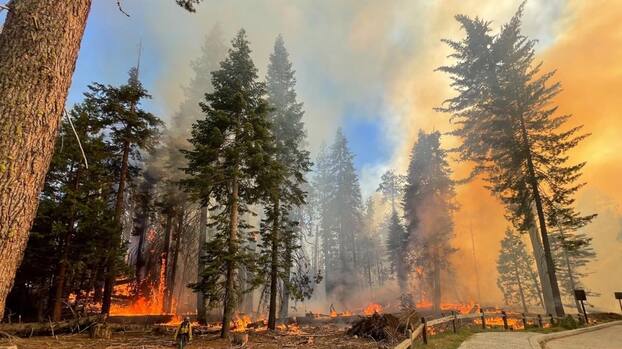 Incendio Washburn en el Parque Nacional Yosemite: 500 secuoyas amenazadas y evacuación en Wawona
