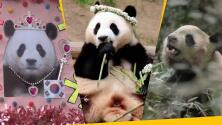 ¿La panda Fu Bao tiene un "novio" feo? El drama que enfureció a Internet