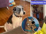 Perrita hace travesura en su casa y su dueña lo "acusa" con Scooby-Doo: su reacción de hace viral