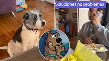 Perrita hace travesura en su casa y su dueña lo "acusa" con Scooby-Doo: su reacción de hace viral