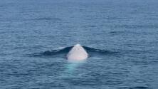 Una rara ballena blanca es vista por primera vez