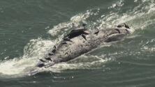 Hallan una ballena gris muerta en el Área de la Bahía