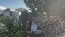 Tras el huracán Ian un árbol de su propiedad afectó tres casas vecinas y ahora debe pagar por los daños