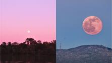 Luna Rosa: esta es la poderosa y ancestral razón por la que es llamada así la luna llena de abril