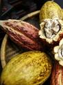 El cacao es un alimento rico en sustancias antioxidantes que benefician la salud, 
<br>