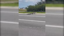 Video muestra el momento en que un enorme caimán cruza una transitada calle de Doral