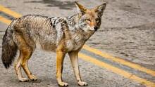 Dos niños han sido mordidos por un coyote en un parque del norte de Texas