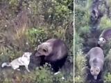  Perro husky se pierde y lo encuentran jugando con una manada de osos; así fue captado en el bosque