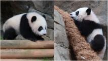 El primer paseo de las pandas mellizas del Zoológico de Atlanta