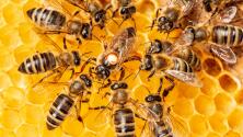 El noble programa de rescate de abejas en la Ciudad de México que ayuda a los apicultores