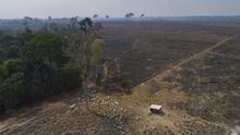El insólito motivo que frenó en un año la deforestación de la selva del Amazonas, el 'pulmón verde del planeta'
