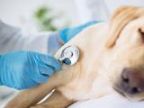¿Qué es y cómo curar la tos de perro? Descubre cómo prevenirla y cuidar de tu mascota