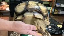 Ingeniero, artista y veterinario unieron esfuerzos para darle a una tortuga una segunda oportunidad de vida