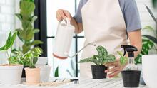 5 beneficios para la salud que responden al por qué debes tener plantas en casa