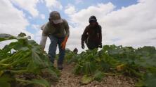 White House seeks to cut farmworker pay to help agriculture industry