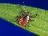 Lyme, zika: se triplican los casos de enfermedades transmitidas por garrapatas y mosquitos en EEUU