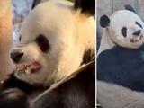 Panda imita gestos de su cuidador al romper bambú y encanta a internet: “Te amamos dientitos”