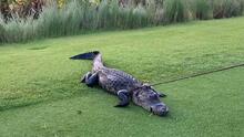 Un hombre de 79 años sobrevive a la mordida de un caimán en Florida que lo atacó mientras daba un paseo