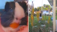 Capturan en video a niño pateando a un conejillo de indias al centro de California; el animalito murió, dice su dueña