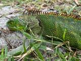 The strange phenomenon of sleepy iguanas this Christmas in Florida