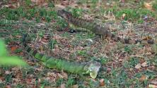 ‘Lluvia de iguanas’ en Florida: ¿Por qué el frío hace que estos reptiles caigan de los árboles?
