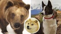 Perrito “perdido” es encontrado rodeado de osos: lo que pasó impactó a todos