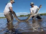Burmese python invasion spreading in Florida and no solution in sight, study warns