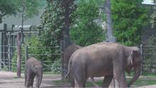 Captan a elefantes del Fort Worth Zoo cambiando su comportamiento en el eclipse