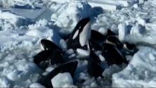 El dramático video de ballenas asesinas que quedaron atrapadas en el mar congelado