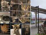 Abandonan una docena de gatos en el Centro Médico de Kaiser en San Leandro