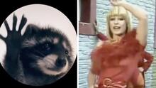 Un ‘mapache bailarín’ conquistó las redes sociales: La historia detrás del video viral