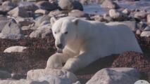 Los osos polares en riesgo de morir de hambre: ¿cómo los amenaza el cambio climático?