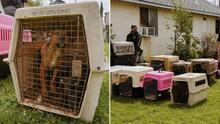 Rescatan a 73 perros que vivían hacinados en pequeñas jaulas en un jardín en Turlock