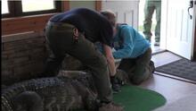 El gigantesco caimán de 11 pies de largo y 750 libras que tenían de 'mascota' en una casa de Nueva York