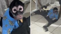 Mono roba la tarea a un niño y lo tienen que grabar para que la maestra le crea 