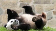 Zoológico de San Francisco recibirá pandas gigantes traídos directamente desde China