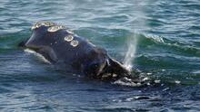 Restringen la pesca de langosta en EEUU para salvar a las ballenas