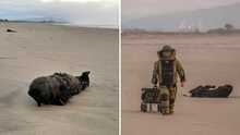 Encuentran bomba militar inerte en playa de Pájaro Dunes durante la víspera de Año Nuevo