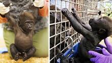 Jameela, la bebé gorila rechazada por su mamá en Texas, ya tiene nuevo hogar