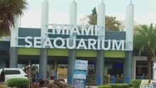 Miami-Dade entrega orden de desalojo a dueños del Miami Seaquarium
