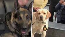 Perritos mantienen seguro el subway: conoce el trabajo de los oficiales caninos que cuidan Nueva York