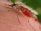 Nueva especie de mosquito llega a Florida: cuál es y por qué preocupa tanto a los científicos