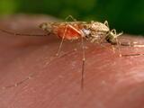 Malaria en EEUU y aumento de enfermedades por el calentamiento global: cinco interrogantes